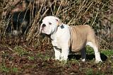 BULLDOG ANGLAIS 063
